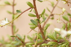 Bursaria spinosa spinosa
