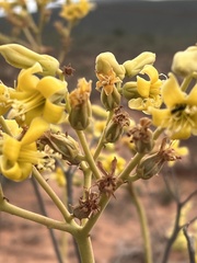 Tylecodon cacalioides