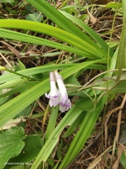 Amphicarpaea edgeworthii