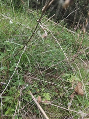 Amphicarpaea edgeworthii