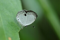 Neopithecops zalmora