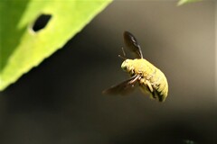 Xylocopa aestuans