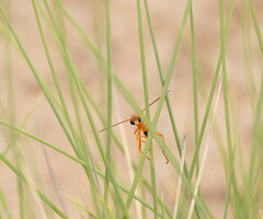 Neocyrtopogon