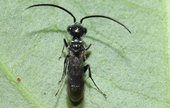 Dolichurus