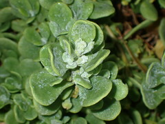 Tetragonia decumbens