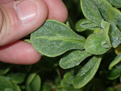 Tetragonia decumbens
