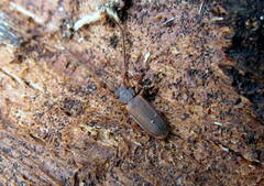Uleiota planata