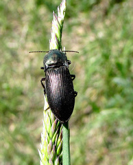 Selatosomus aeneus