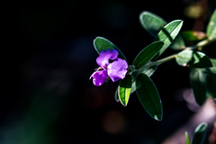 Podalyria burchellii