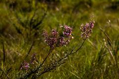 Syncolostemon ramulosus