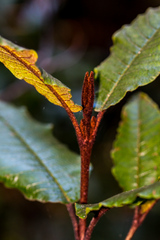 Trichocladus crinitus