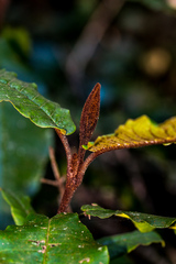 Trichocladus crinitus