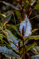 Trichocladus crinitus