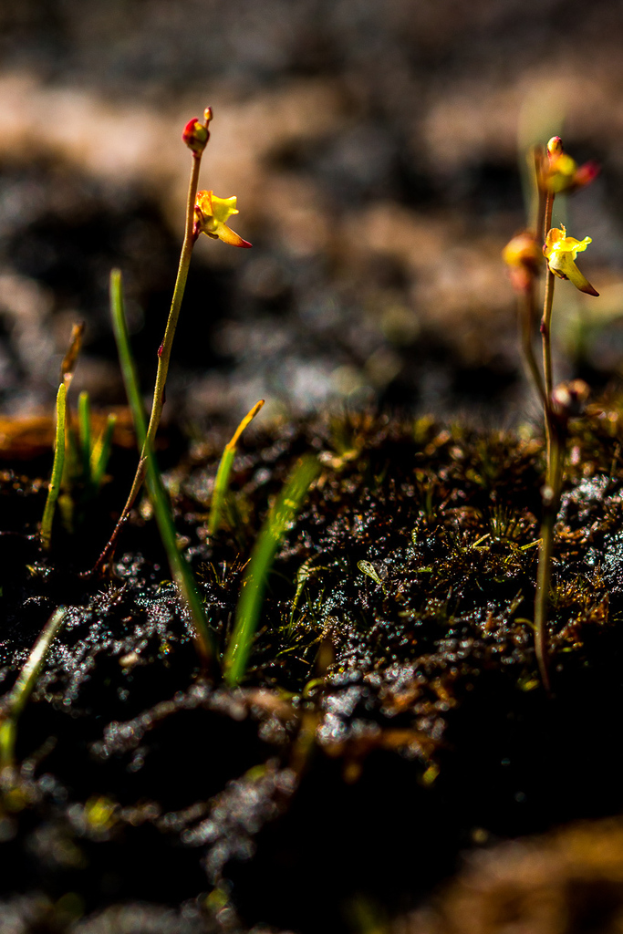 Utricularia firmula Welw. ex Oliv. 4