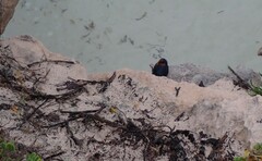 Hirundo neoxena carteri