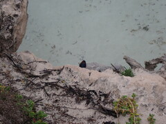 Hirundo neoxena carteri