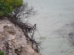 Hirundo neoxena carteri