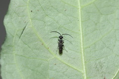 Dolichurus