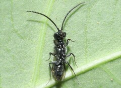 Dolichurus