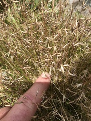 Rytidosperma setifolium