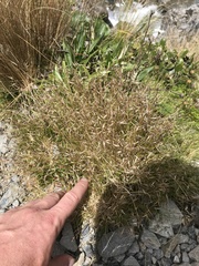 Rytidosperma setifolium