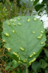 Acalitus brevitarsus