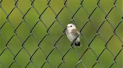 Arundinicola leucocephala