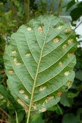 Acalitus brevitarsus