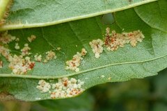 Acalitus brevitarsus