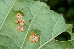 Acalitus brevitarsus