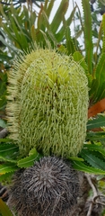 Banksia aemula