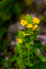 Alectra sessiliflora