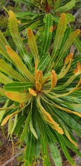 Banksia aemula