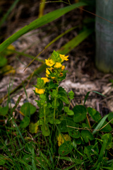 Alectra sessiliflora