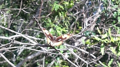 Junonia hierta cebrene