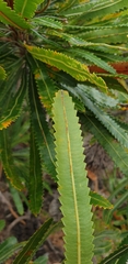 Banksia aemula