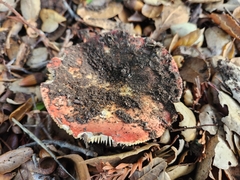 Russula cremoricolor