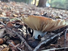 Russula cremoricolor