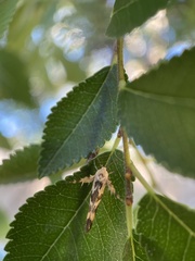 Stathmopoda melanochra