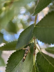 Stathmopoda melanochra