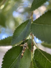 Stathmopoda melanochra