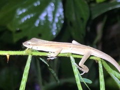 Anolis sericeus