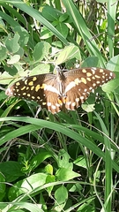 Papilio demodocus demodocus