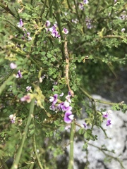 Carmichaelia odorata