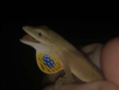 Anolis sericeus