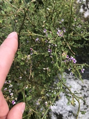 Carmichaelia odorata