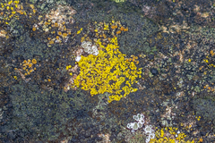 Flavoplaca