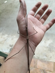 Acrophylla wuelfingi