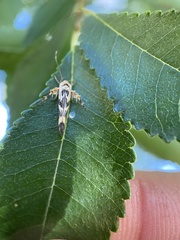 Stathmopoda melanochra