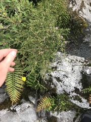 Carmichaelia odorata